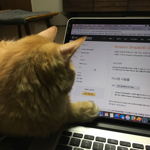 맥북에 띄워진 AWS 개발 문서를 쳐다보는 고양이 사진